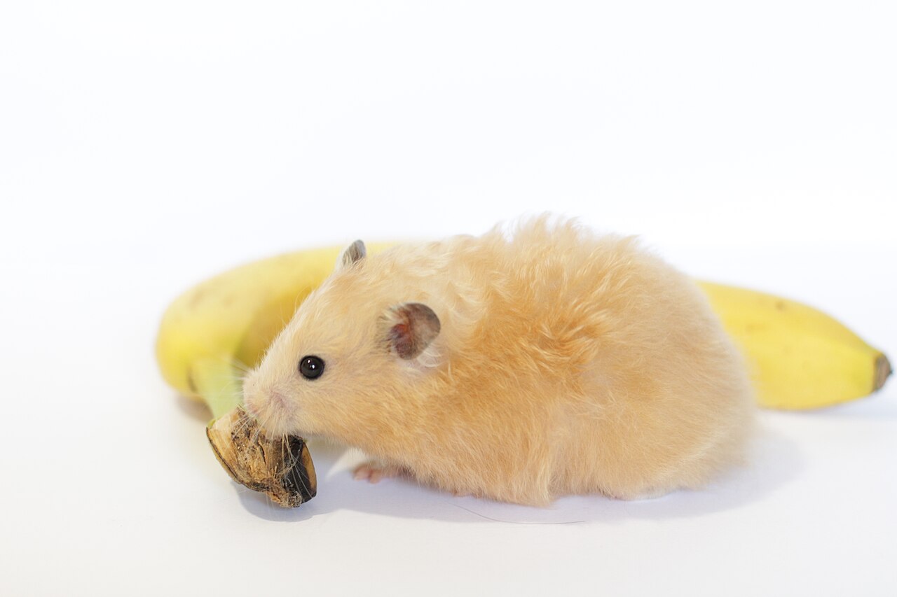 banane sur balance